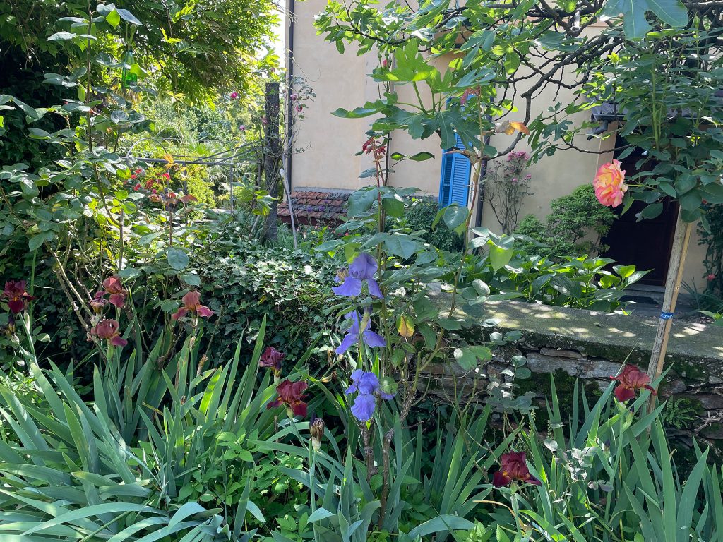 rosen am feigenbaum 1024x768 - Home