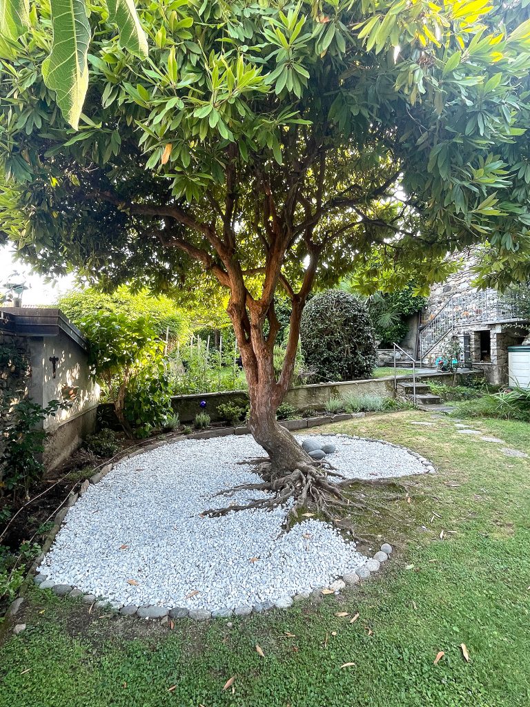 Rhododendron im privaten Garten